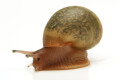 Achatina achatina depravata Ghana juvenil
